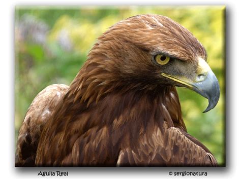 Los Animales de Andalucia: EL ÁGUILA REAL