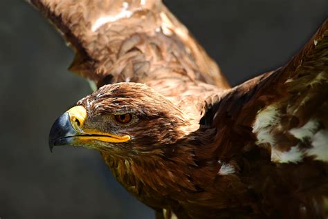 Los Animales de Andalucia: EL ÁGUILA REAL