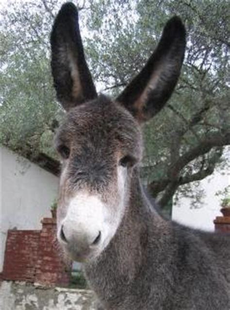 Los Animales de Andalucia: EL BURRO ANDALUZ