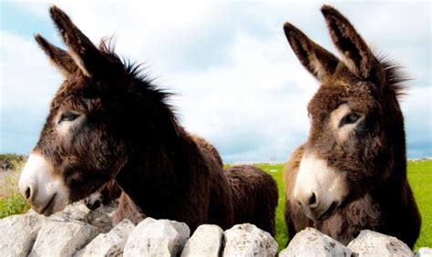 Los Animales de Andalucia: EL BURRO ANDALUZ