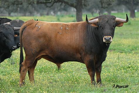 Los Animales de Andalucia: EL TORO BRAVO