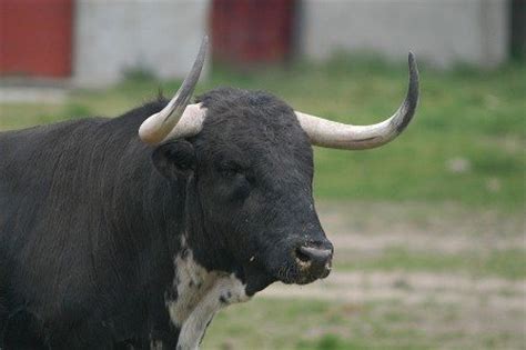 Los Animales de Andalucia: EL TORO BRAVO