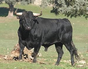 Los Animales de Andalucia: EL TORO BRAVO