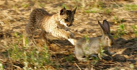 Los Animales de Andalucia: octubre 2012