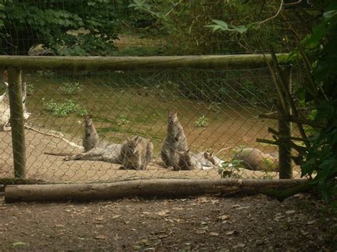 los animales estan tranquilos,en paz.: fotografía de Zoo ...