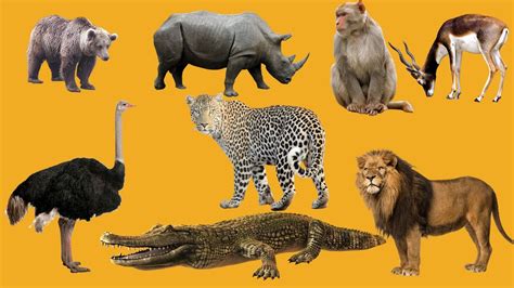 Los animales salvajes de África para niños en español ...