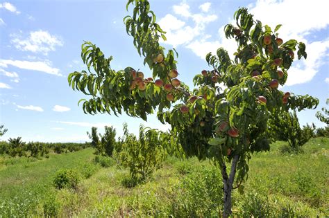 Los árboles del género Prunus: El melocotonero – Datos a ...