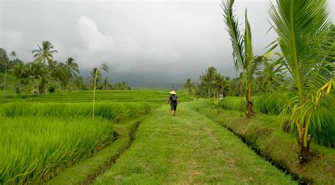 Los arrozales de Jatiluwih
