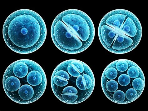 Los beneficios de las células madre | El blog de Meritxell