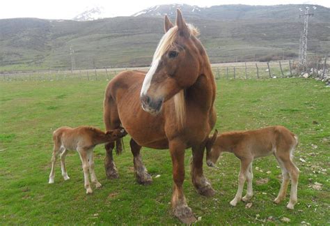 Los caballos : Su reproducción