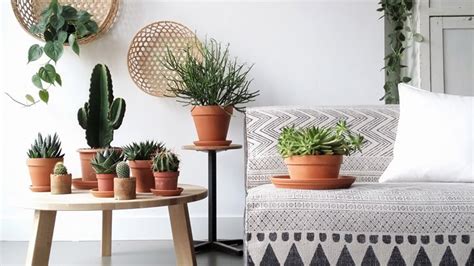 Los cactus, plantas purificadoras del aire interior
