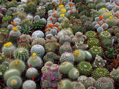 Los cactus: una gran familia | CaCtusVille
