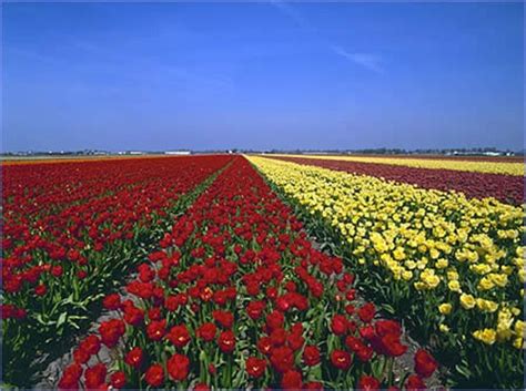 Los campos de flores en Holanda