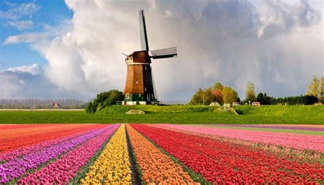 Los campos de Tulipanes adornando el turismo en Holanda ...