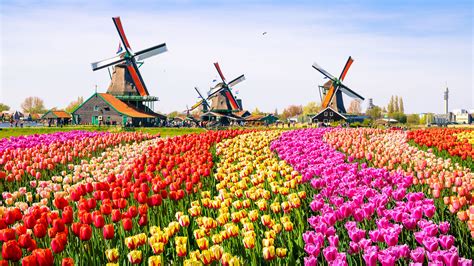 Los coloridos tulipanes en Zaanse Schans, Holanda