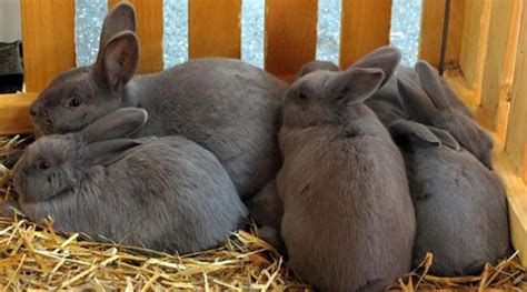 Los conejos sí se reproducen  como conejo  | El Comercio