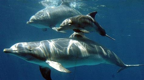 Los delfines del zoo de Barcelona tendrán un nuevo acuario ...