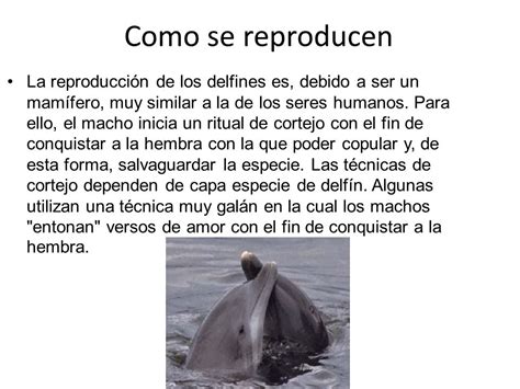 LOS DELFINES.   ppt descargar