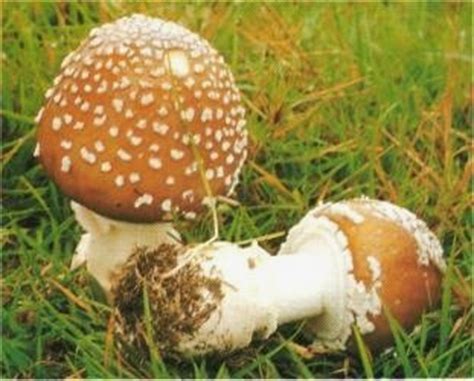 Los diferentes tipos de hongos alucinógenos   Los Medicamentos