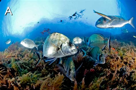 Los ecosistemas de arrecifes del Mediterráneo pueden ser ...