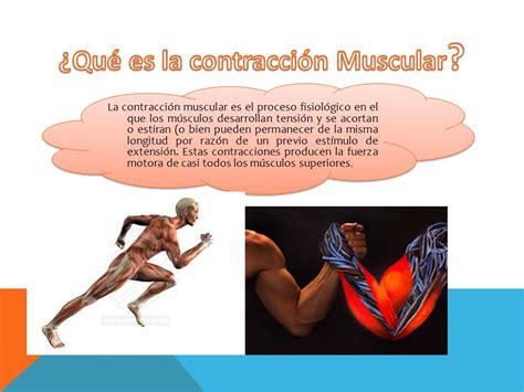 Los efectores y Contracción Muscular   ppt video online ...