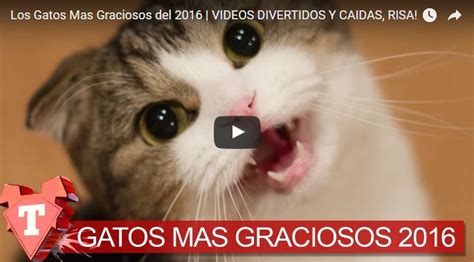 Los Gatos Mas Graciosos del 2016 | VIDEOS DIVERTIDOS Y ...