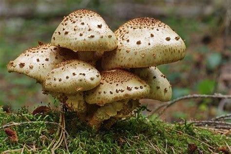 Los hongos más conocidos son los que forman setas, como el ...