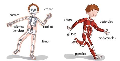 Los huesos y los músculos  segundo grado  | Medi ...
