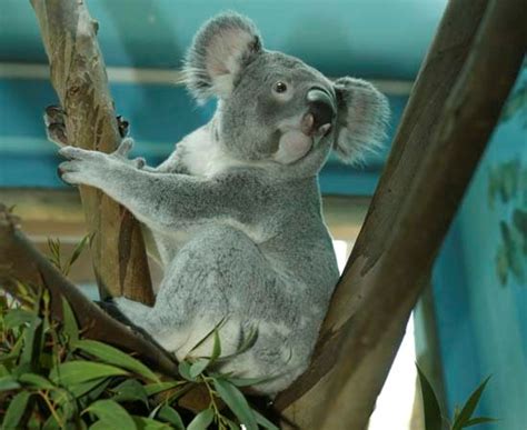 Los koalas del Zoo, unos auténticos  gourmets  | Zoo ...
