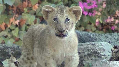 Los leones que habitan en el Zoo de Barcelona estrenarán ...