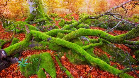 Los mejores lugares para fotografiar el otoño en España
