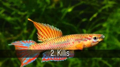 Los mejores peces tropicales de agua dulce   YouTube