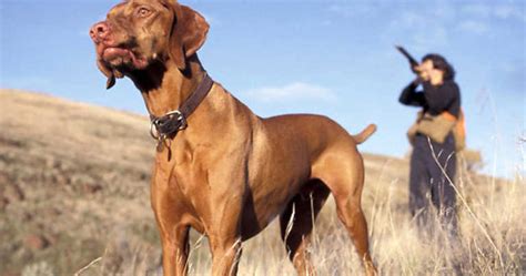 Los mejores perros de caza ~ Razas y Perros