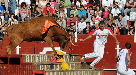 Los mejores toros, vacas y capones de la ganadería Arriazu ...