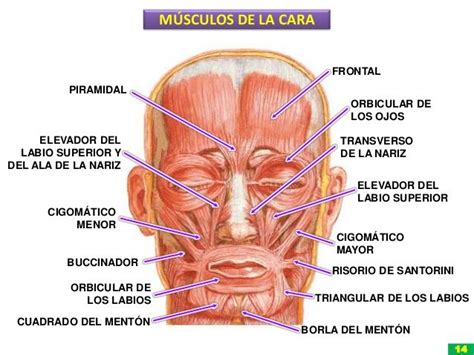 Los Musculos de la Cara m Sculos de la Cara Frontal ...