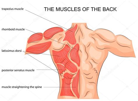 los músculos de la espalda. culturista — Vector de stock ...