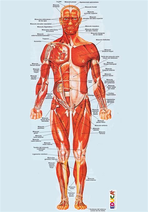 Los músculos del cuerpo humano | Historia, Literatura ...
