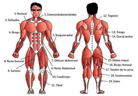 Los músculos del cuerpo humano   Paperblog