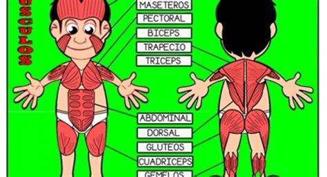 Los músculos del cuerpo humano   Web del Peque