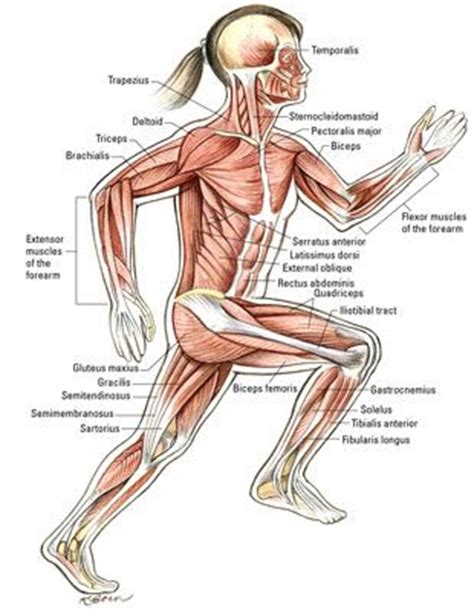 Los músculos que mueven la rodilla y tobillo   Para Dummies