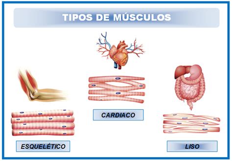 Los músculos y sus tipos [Anatomía y fisiología] ~ Optifutura
