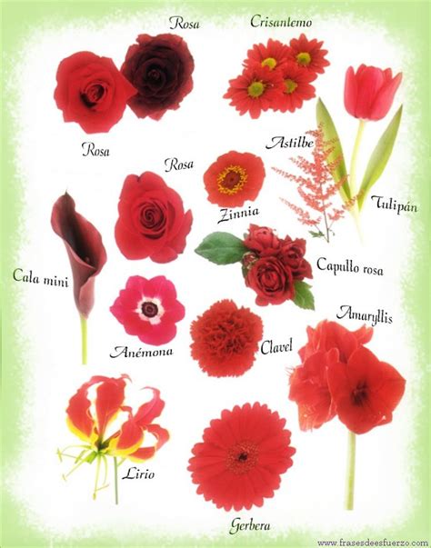 Los Nombres de Flores con Imágenes en Collage