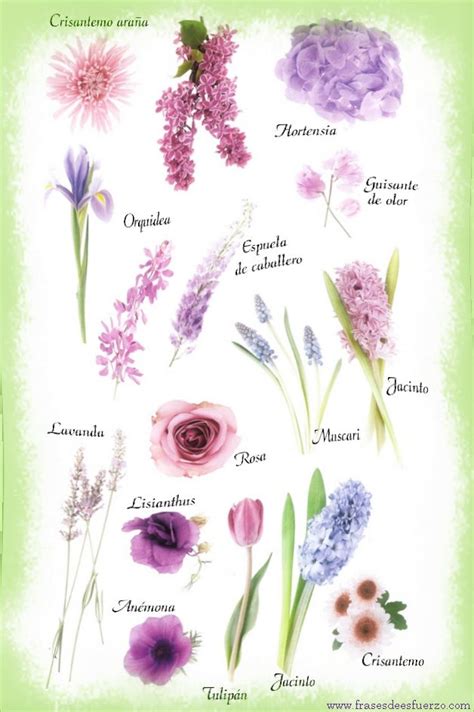 Los Nombres de Flores con Imágenes en Collage