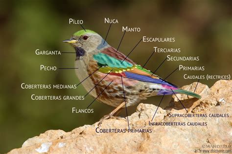 Los nombres de las plumas en 3 fotografías interactivas ...