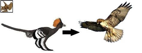 Los Nuevos Dinosaurios: De Dinosaurios a Aves