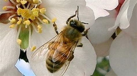 Los nuevos insecticidas atraen a las abejas como lo hace ...