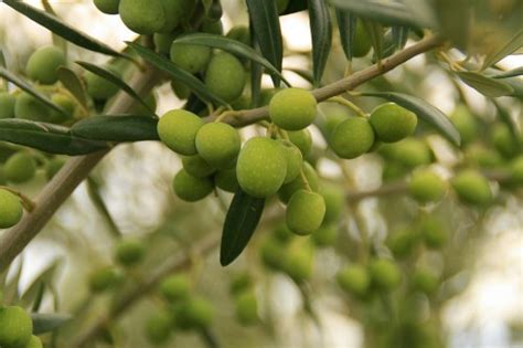 Los Olivos | Arboles frutales