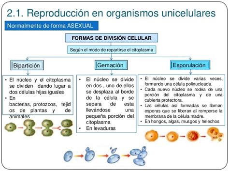 Los organismos UNICELULARES se reproducen por ...