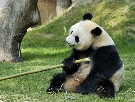 Los osos panda en peligro de extinción: 23 Imágenes de ...