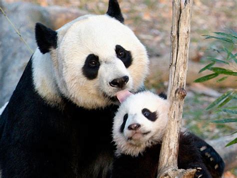 Los osos panda en peligro de extinción: 23 Imágenes de ...